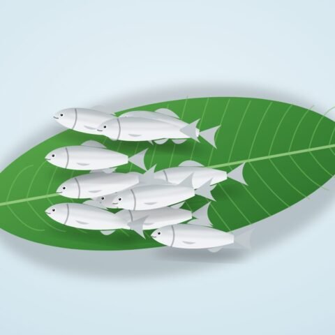 আমুদি মাছ