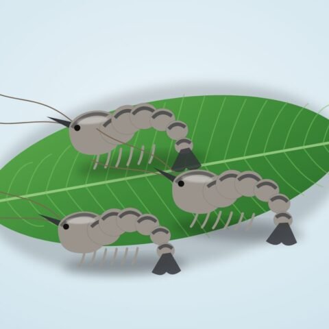 মিডিয়াম চিংড়ি (বেনামি)