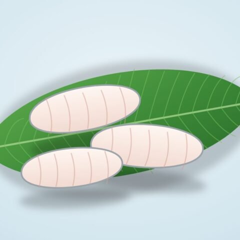 ভেটকি ফিলে (পাতুরি) – অরিজিনাল (১০ পিস)