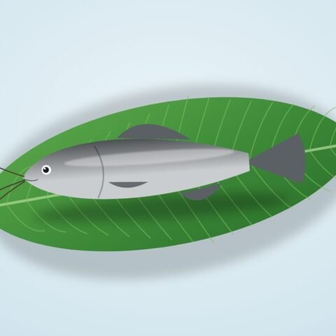 বোয়াল মাছ