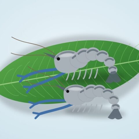 গলদা চিংড়ি (ছোট)