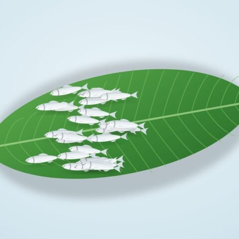 কাচকি মাছ
