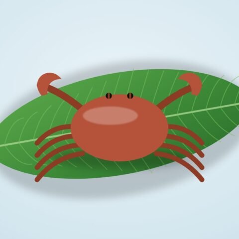 কাঁকড়া (দেশি)