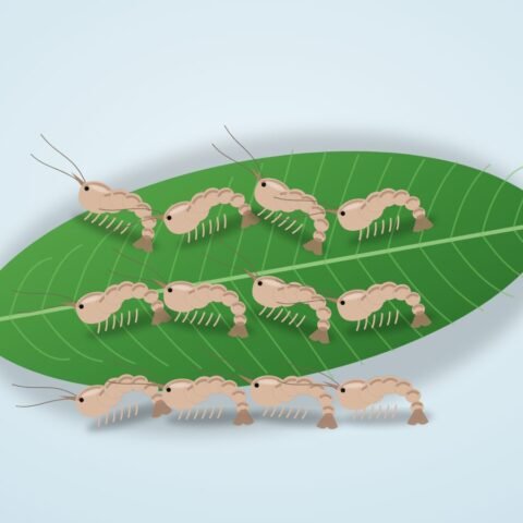 কুচো চিংড়ি (চাপড়া)