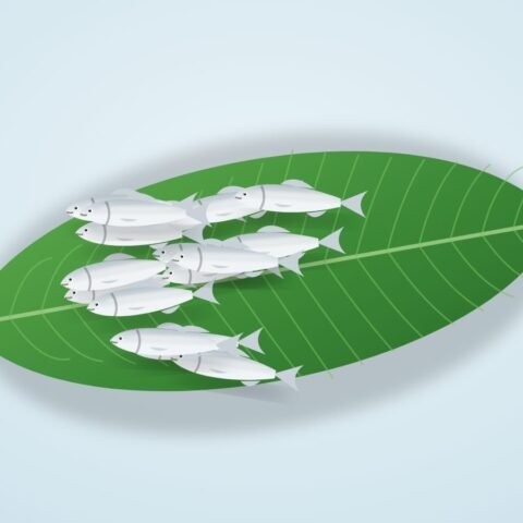 মৌরলা মাছ