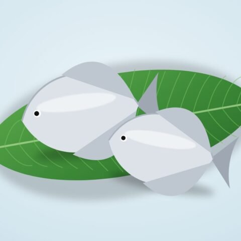 পমফ্রেট (ছোট, ৭০–৯০g/পিস)