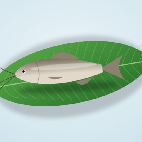 রিঠা মাছ