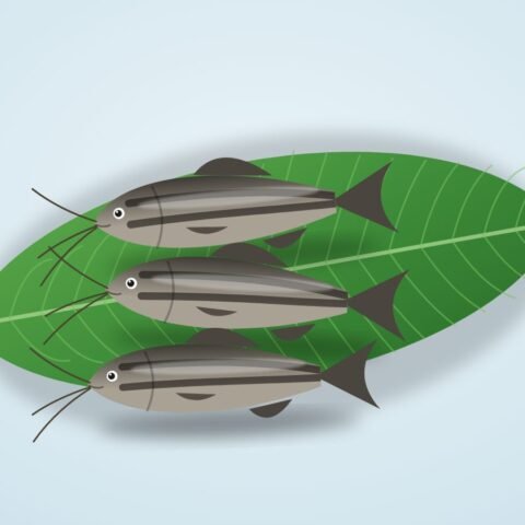 ট্যাংরা (কালো)