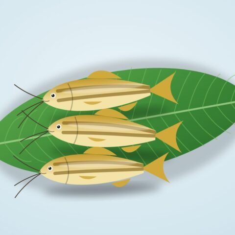 ট্যাংরা (গোল্ডেন)