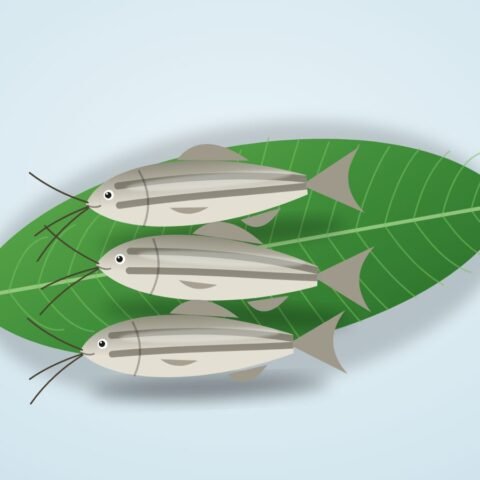 ট্যাংরা (গোলসে)