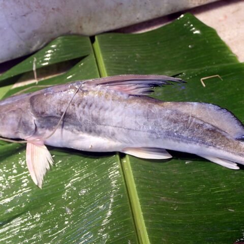 আড় মাছ