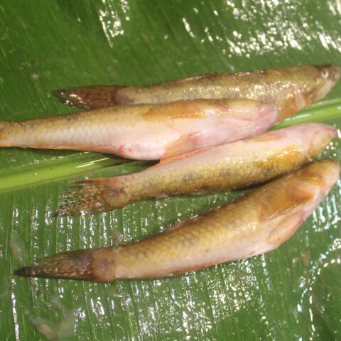 বেলে মাছ