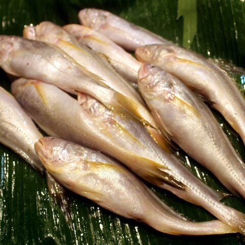 ভোলা মাছ