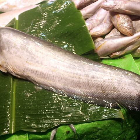 বোয়াল মাছ