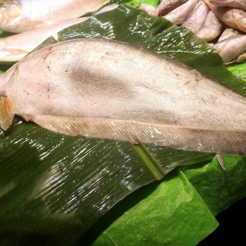চিতল মাছ