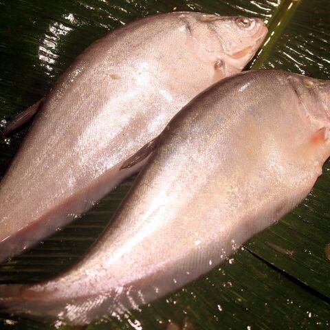 ফলি মাছ
