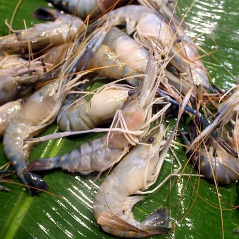 গলদা চিংড়ি (ছোট)