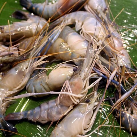 গলদা চিংড়ি (বড়)