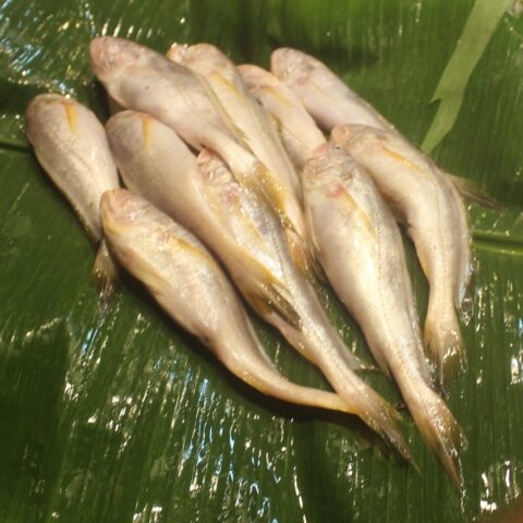গুর্জালি মাছ
