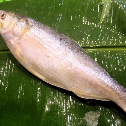 ইলিশ (৪০০g-এর কম)