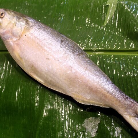 ইলিশ (৫০০–৭০০g)