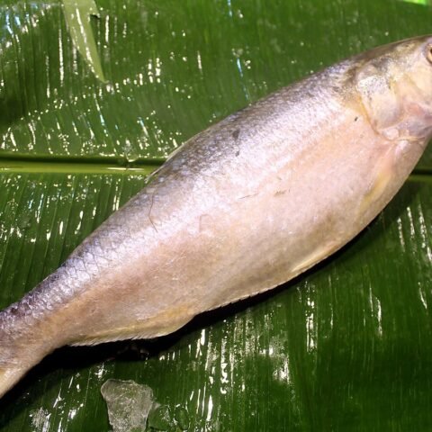 ইলিশ (৭০০–৯০০g)