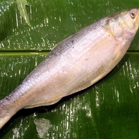 ইলিশ (৯০০g–১.২ কেজি)