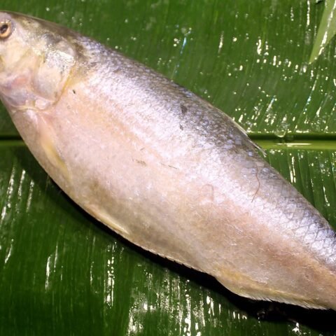 ইলিশ (১.২–১.৫ কেজি)
