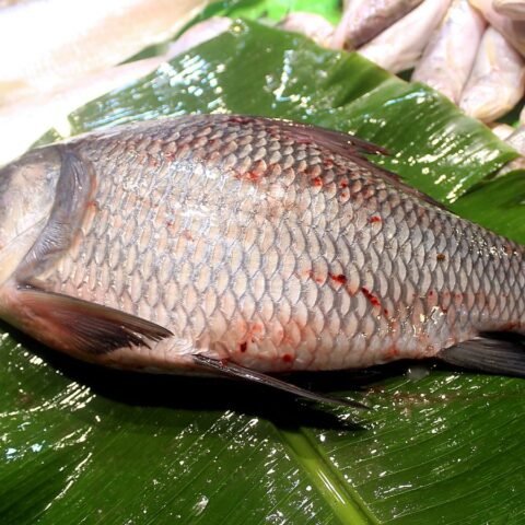 কাতলা মাছ