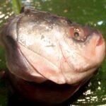 ফ্রি মাথা