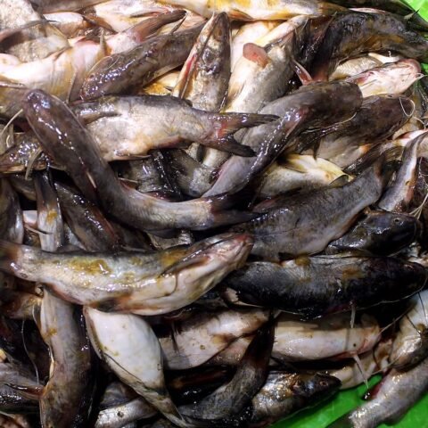 ট্যাংরা (গোল্ডেন)