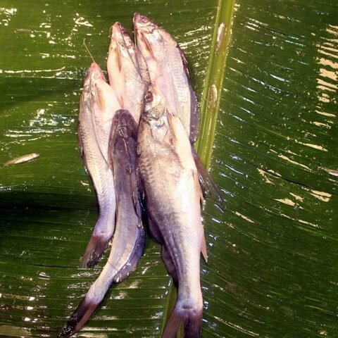 ট্যাংরা (গোলসে)