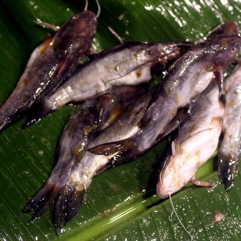 ট্যাংরা (কালো)