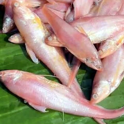 আমুদি মাছ