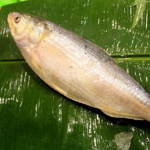 ইলিশ (400g-এর কম)